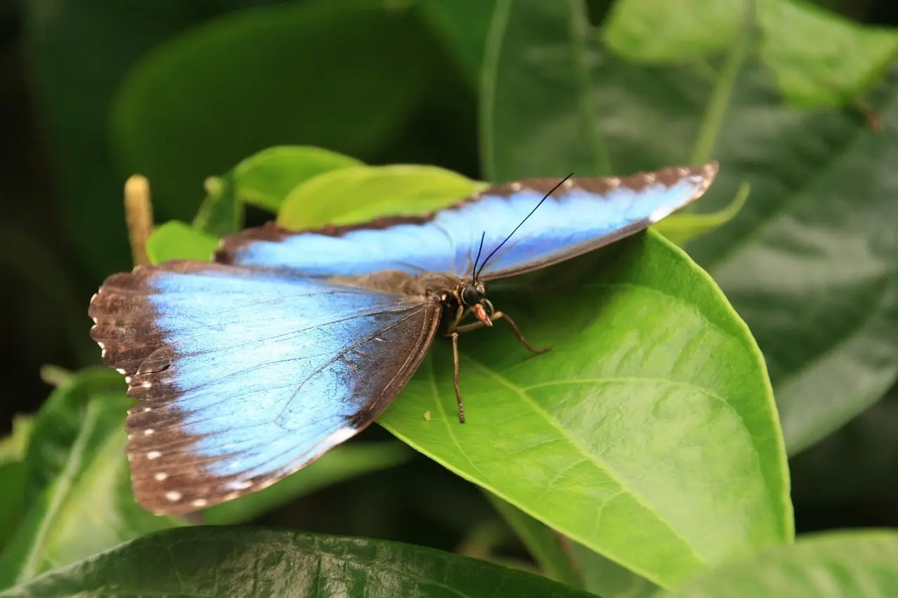Hvor spiller Simon Kjær? Svaret - hans nuværende klub og karrierens næste skridt