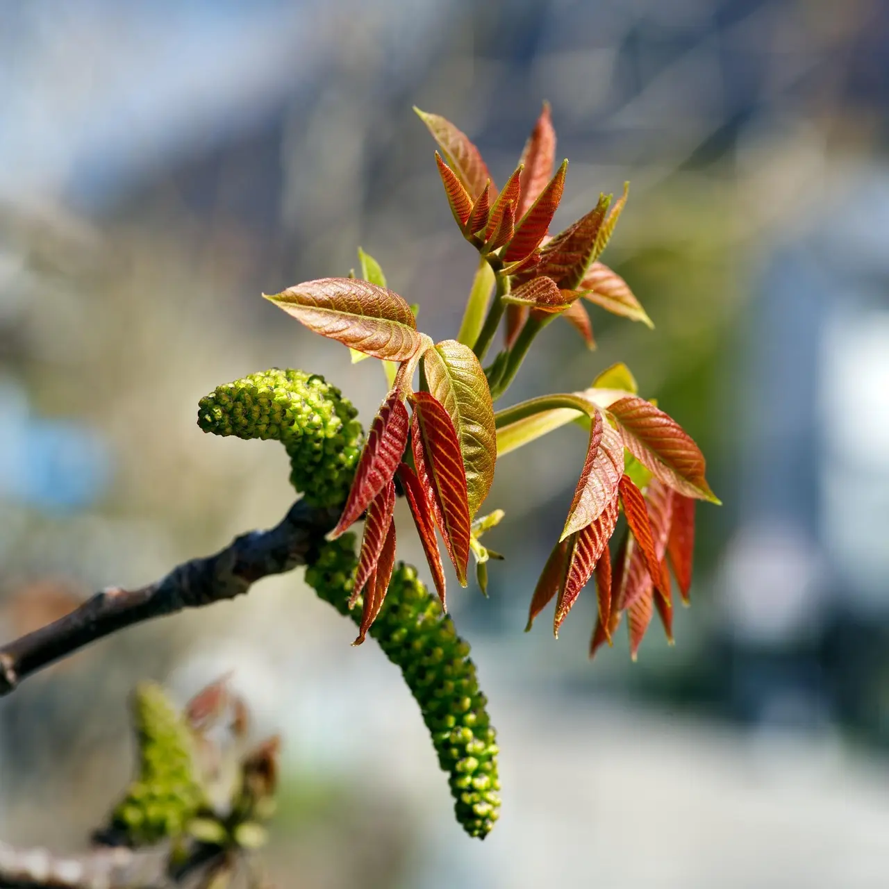 Hvornår stopper man med at vokse i højden mænd? Sandheden om alder, hormoner og hvordan du maksimerer din højde