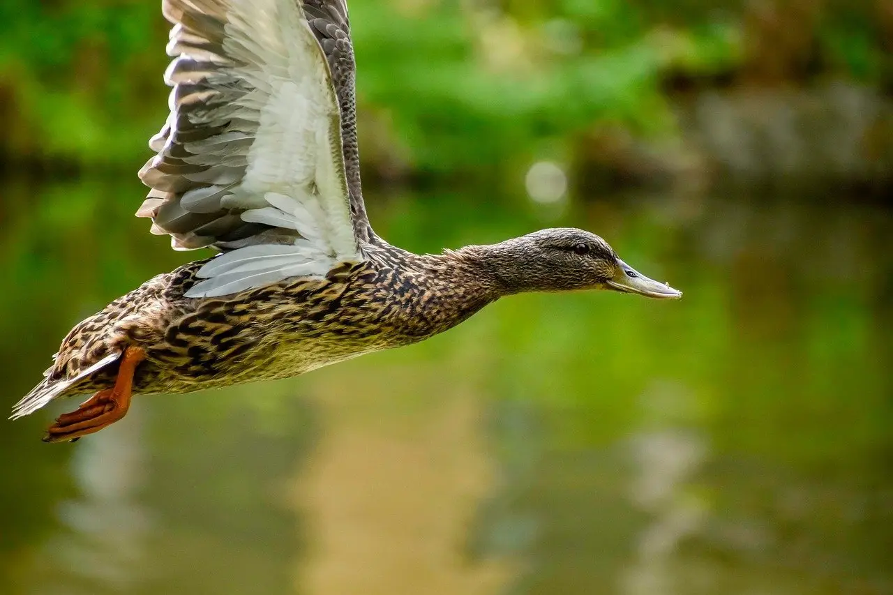 Løsning til Dansk Forfatter i krydsord